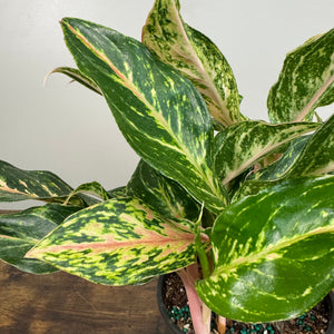 Aglaonema 'Sparkling Sarah' Chinese Evergreen