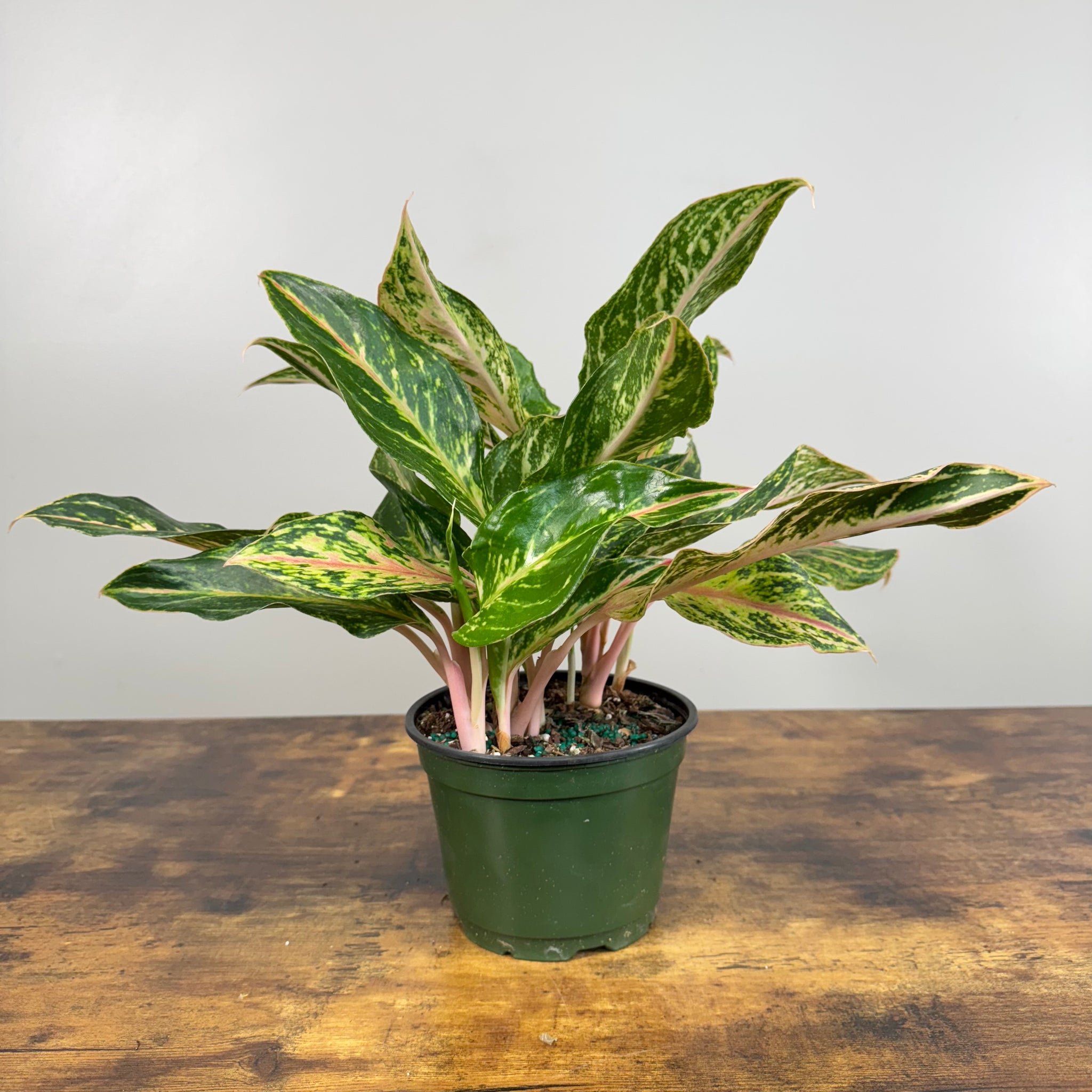 aglaonema yellow green Aglaonema 'Sparkling Sarah'