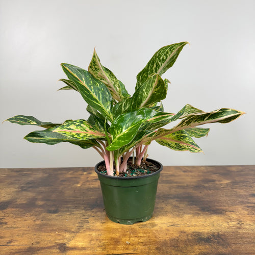 Aglaonema 'Sparkling Sarah' Chinese Evergreen