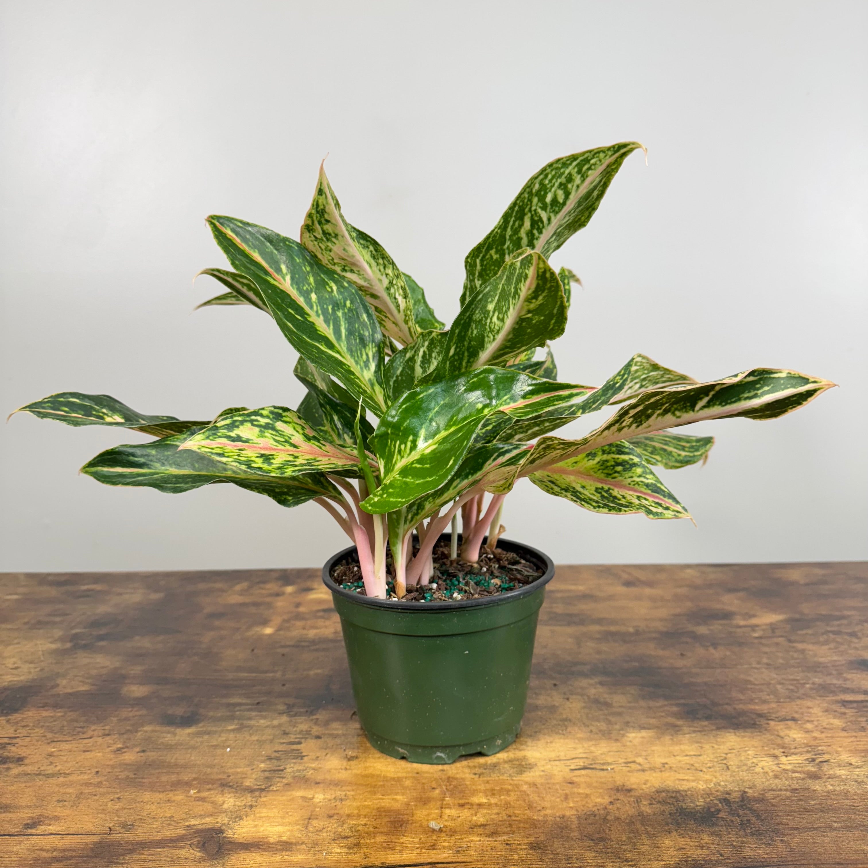 garner aglaonema Aglaonema 'Sparkling Sarah' Chinese Evergreen
