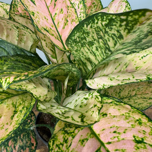 Aglaonema Assorted Chinese Evergreen