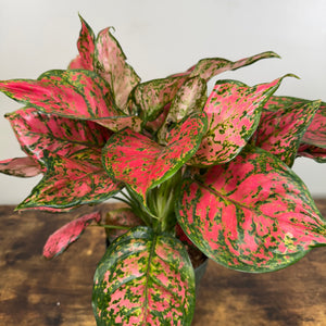 Aglaonema Assorted Chinese Evergreen