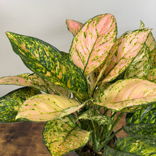 Load image into Gallery viewer, Aglaonema Assorted Chinese Evergreen