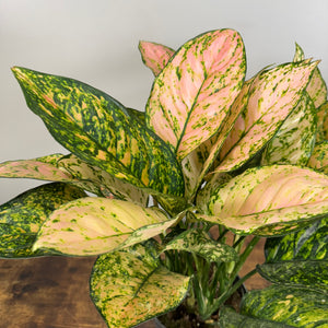 Aglaonema Assorted Chinese Evergreen