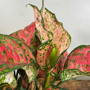 Aglaonema Assorted Chinese Evergreen