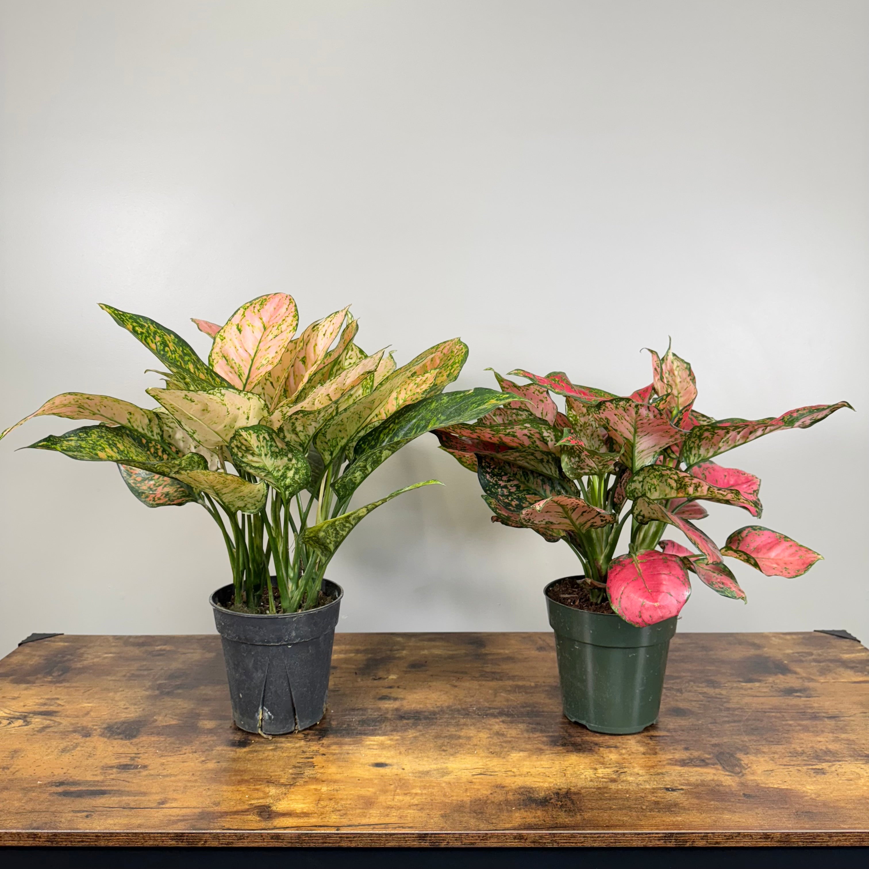あられAglaonema“ANDAMAN” 芋 Aglaonema - Sparkling Sarah Chinese Evergreen - Sugar Creek