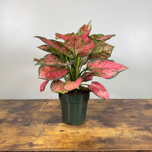 Load image into Gallery viewer, Aglaonema Assorted Chinese Evergreen