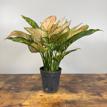 Load image into Gallery viewer, Aglaonema Assorted Chinese Evergreen