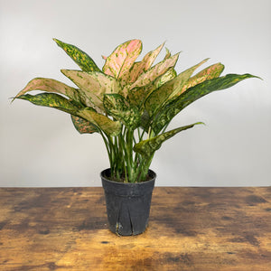 Aglaonema Assorted Chinese Evergreen