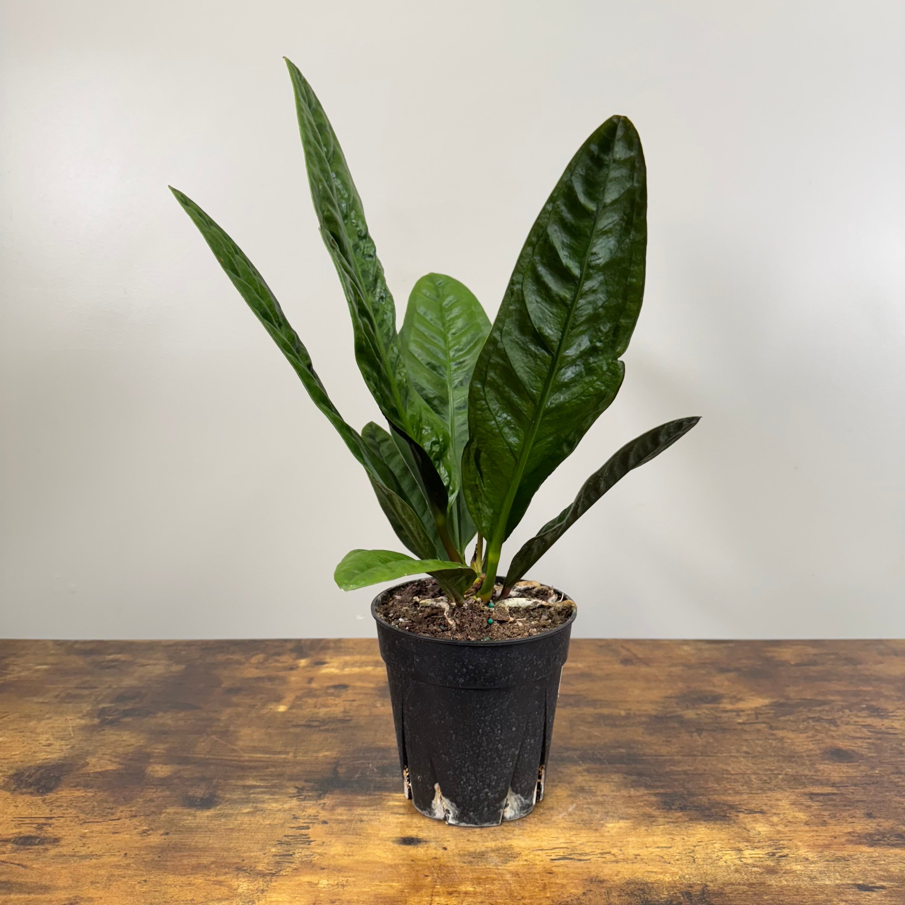 Anthurium 'Superbum' - Lush Tropical Foliage – Wasson Nursery