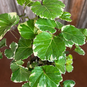 Aralia 'Balfour'