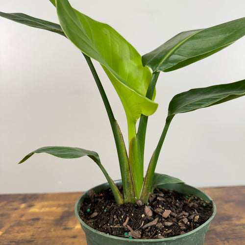 Strelitzia 'White Bird of Paradise'