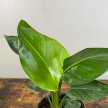 Load image into Gallery viewer, Strelitzia &#39;White Bird of Paradise&#39;