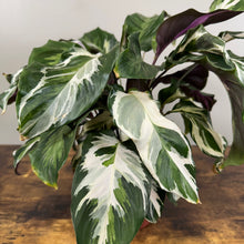 Load image into Gallery viewer, Calathea &#39;Stella&#39;