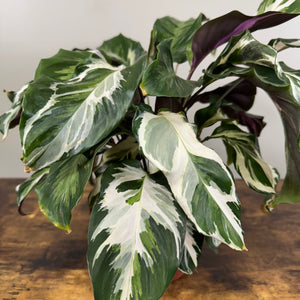 Calathea 'Stella'