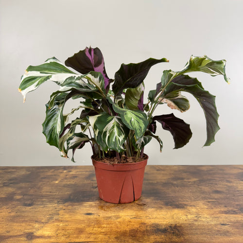 Calathea 'Stella'