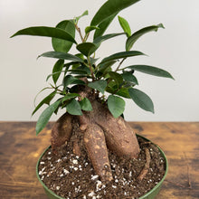 Load image into Gallery viewer, Ficus &#39;Ginseng&#39;