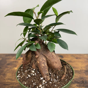 Ficus 'Ginseng'