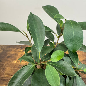 Ficus 'Ginseng'