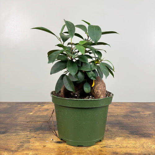 Ficus 'Ginseng'