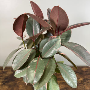 Ficus 'Ruby' Rubber Plant