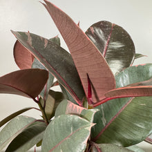 Load image into Gallery viewer, Ficus &#39;Ruby&#39; Rubber Plant