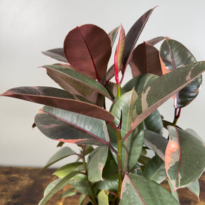 Ficus 'Ruby' Rubber Plant