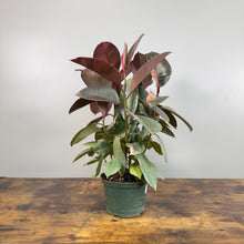 Load image into Gallery viewer, Ficus &#39;Ruby&#39; Rubber Plant