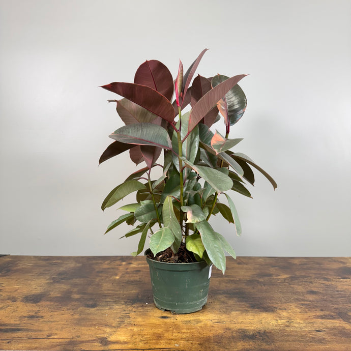 Ficus 'Ruby' Rubber Plant