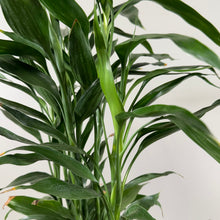 Load image into Gallery viewer, Dracaena &#39;Lucky Bamboo&#39; Trellis