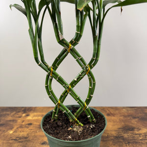 Dracaena 'Lucky Bamboo' Trellis