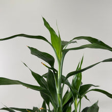 Load image into Gallery viewer, Dracaena &#39;Lucky Bamboo&#39; Trellis