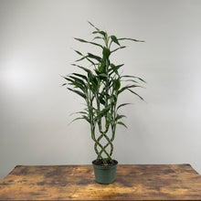 Load image into Gallery viewer, Dracaena &#39;Lucky Bamboo&#39; Trellis