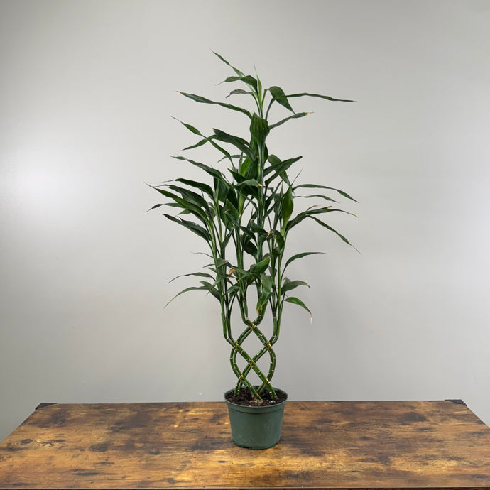 Dracaena 'Lucky Bamboo' Trellis