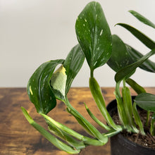 Load image into Gallery viewer, Monstera &#39;Cobra&#39;