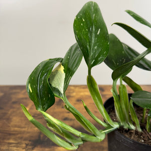 Monstera 'Cobra'