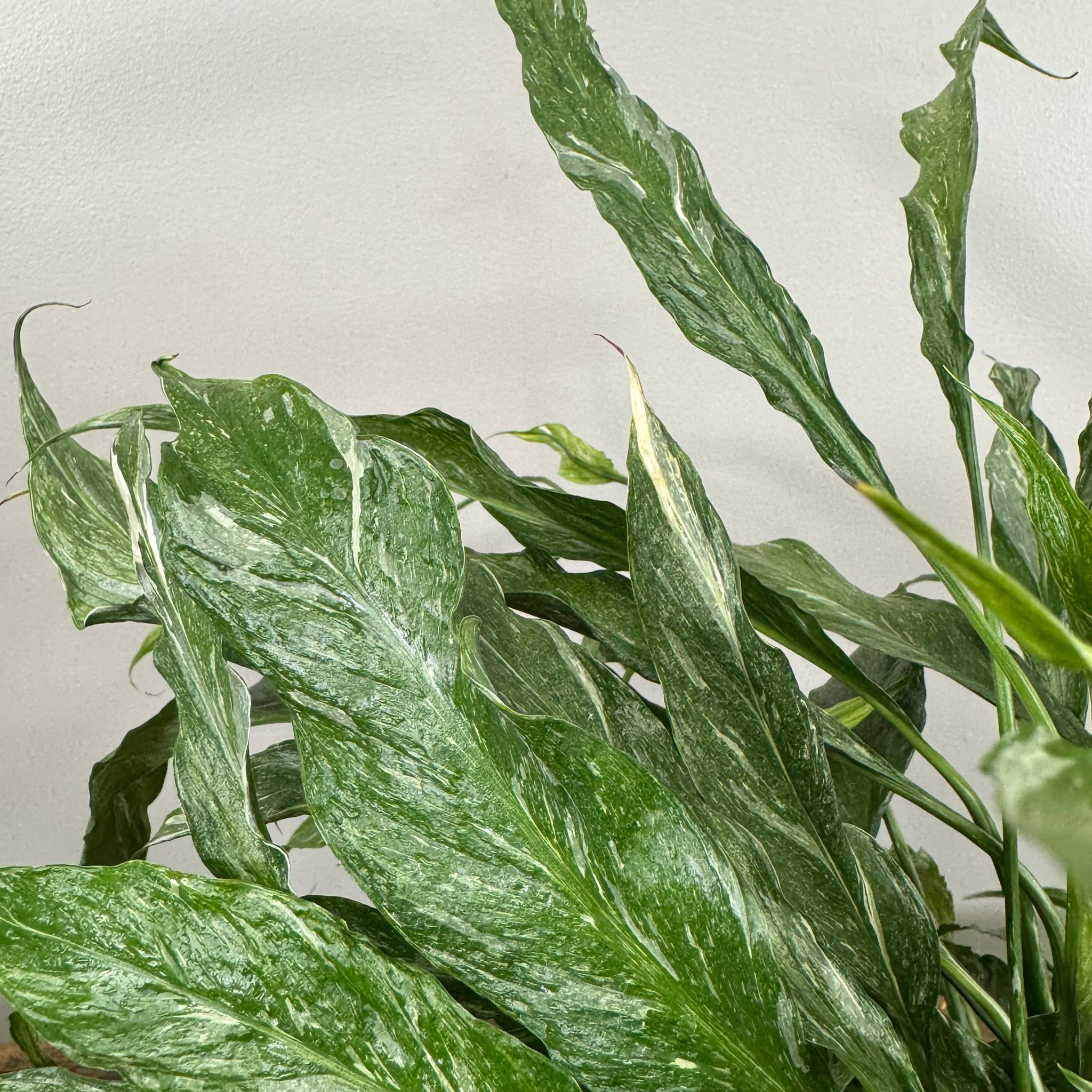 domino peace lily for sale Spathiphyllum 'Domino' Peace Lily – Wasson Nursery