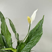 Load image into Gallery viewer, Spathiphyllum &#39;Domino&#39; Peace Lily