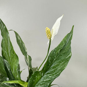 Spathiphyllum 'Domino' Peace Lily