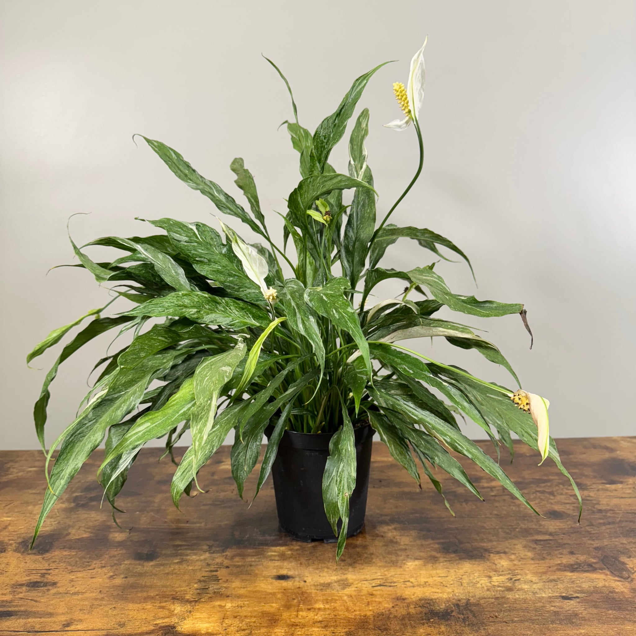 domino peace lily for sale Spathiphyllum 'Domino' Peace Lily – Wasson Nursery