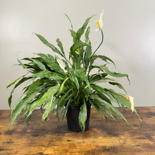 Load image into Gallery viewer, Spathiphyllum &#39;Domino&#39; Peace Lily