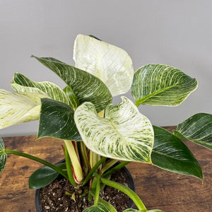 Philodendron 'Birkin'