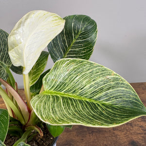 Philodendron 'Birkin'