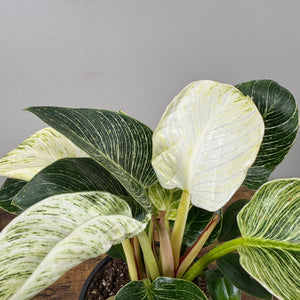 Philodendron 'Birkin'