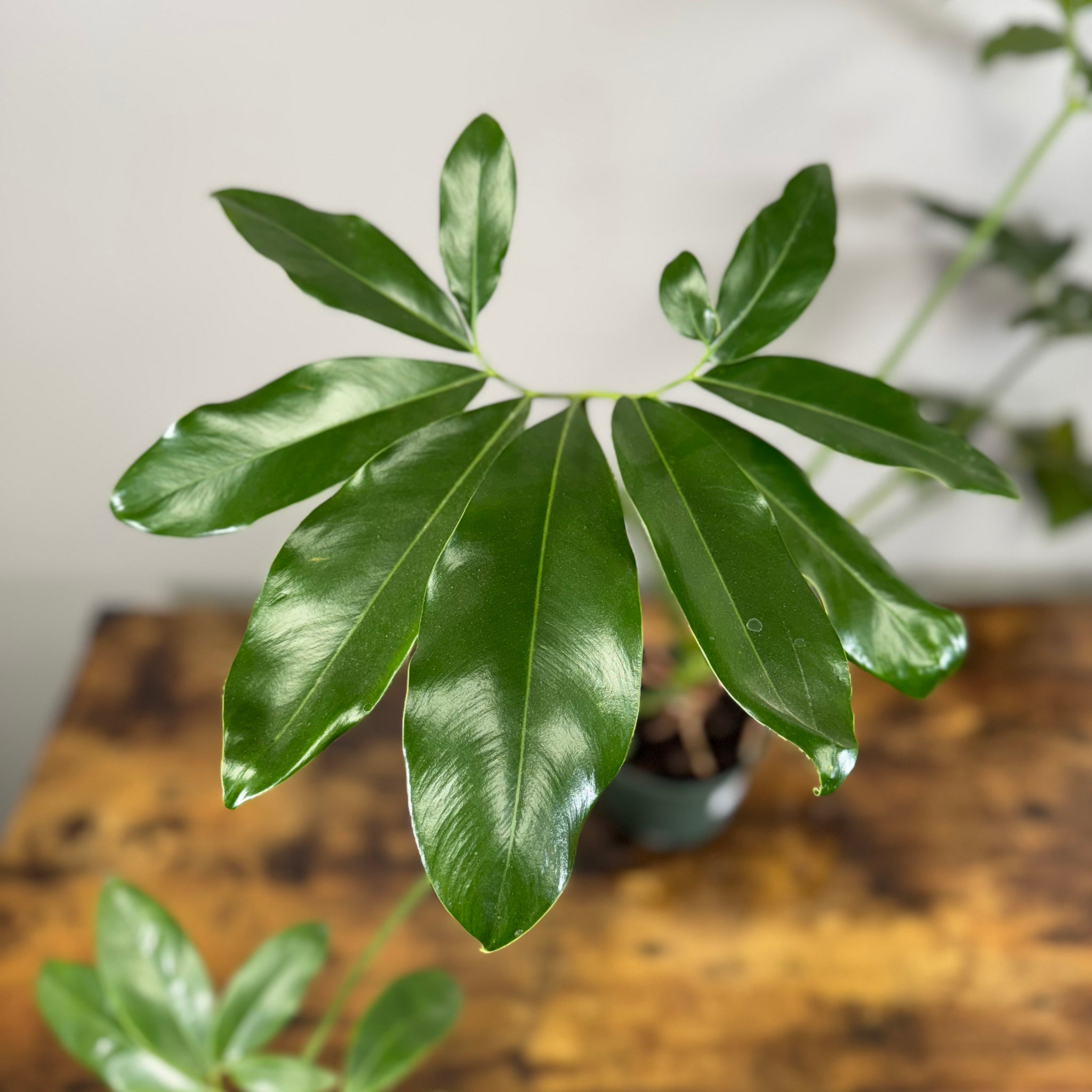 philodendron goeldii care Philodendron 'Goeldii' – Wasson Nursery