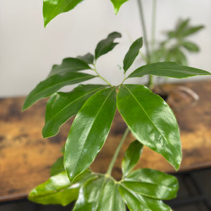 Philodendron 'Goeldii'