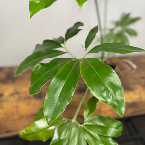 philodendron goeldii common name Philodendron 'Goeldii' – Wasson Nursery