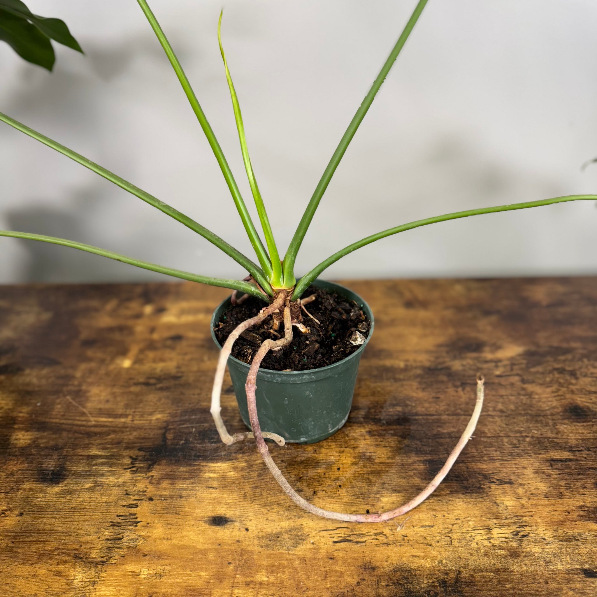 philodendron goeldii common name Philodendron 'Goeldii' – Wasson Nursery