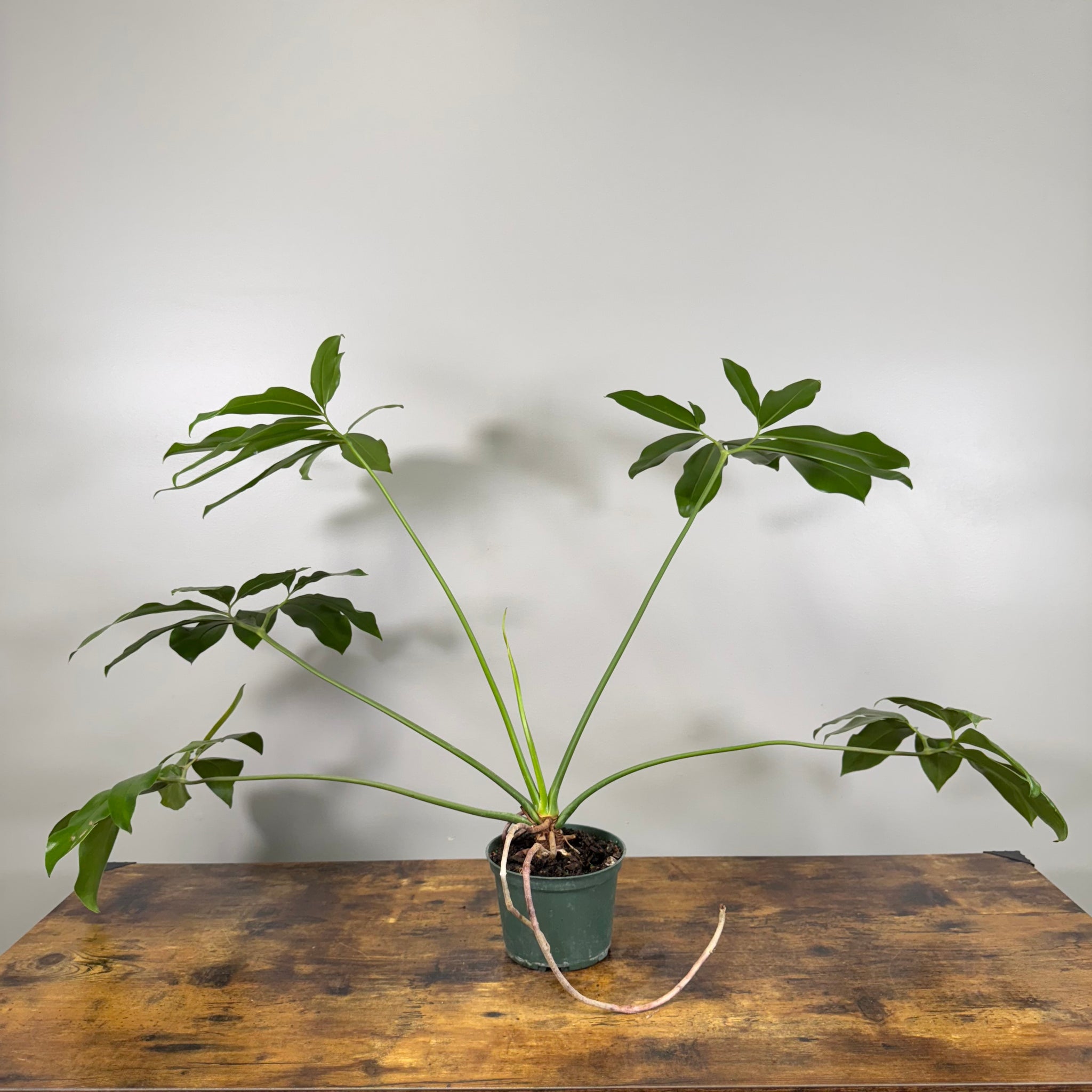 philodendron goeldii juvenile Philodendron 'Goeldii' – Wasson Nursery