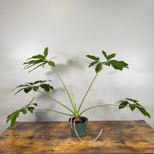 Load image into Gallery viewer, Philodendron &#39;Goeldii&#39;